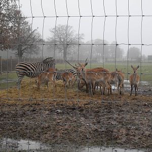 African Plains feeding area