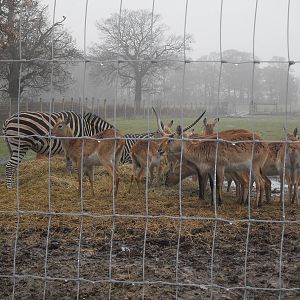 African plains feeding area