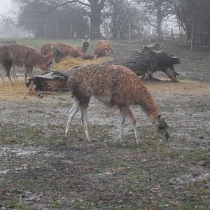 Guanaco