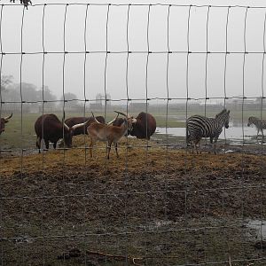 African Plains feeding area