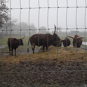 Ankole cattle