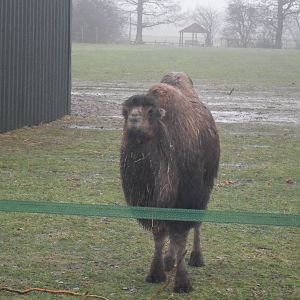 Bactrian camel