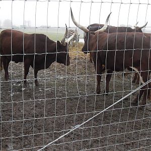 Ankole Cattle
