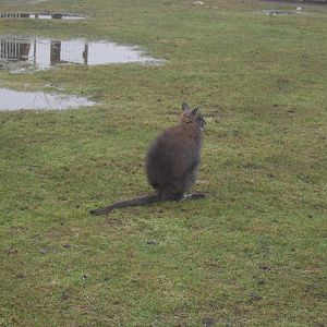 Wallaby