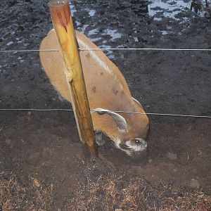 Female red river hog
