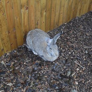 Giant rabbit