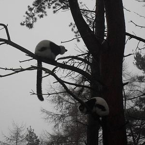 Black and white ruffed lemurs