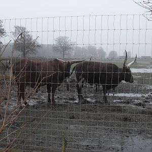 Ankole cattle