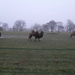 Bactrian camels
