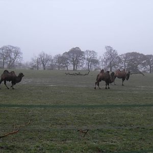Bactrian camels