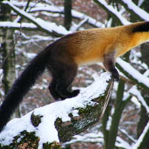 20101228 Martes flavigula