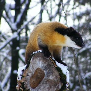 20101228 Martes flavigula