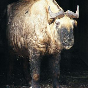 20101228 Old Budorcas t. taxicolor bull