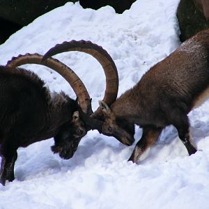 20101228 Capra ibex "fighting"