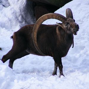 20101228 Capra ibex old male