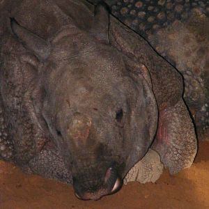 20101228 Seto Indian Rhino