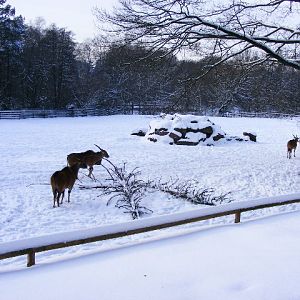 20101228 Taurotragus oryx in the snow