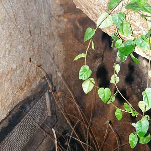 20101228 Epipedobates anthonyi