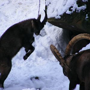 20101228 Capra ibex "fighting"
