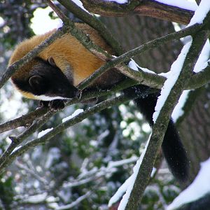20101228 Martes flavigula in action