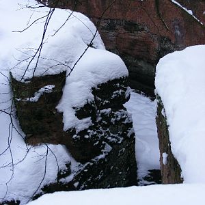 20101228 Ursus arctos syriacus