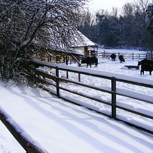 20101228 Syncerus caffer