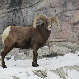 Big Horn Ram Dec 26