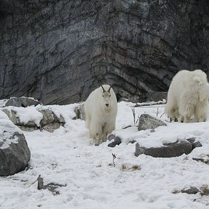 Rocky Mountain Goat Dec 26