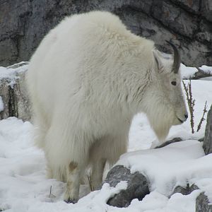 Rocky Mountain Goat Dec 26