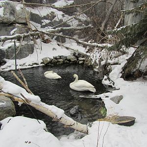 Tundra Swans Dec 26