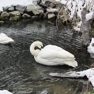 Tundra Swan Dec 26