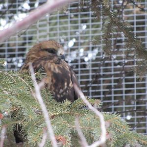 Red Tailed Hawk Dec 26