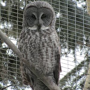 Great Grey Owl Dec 26