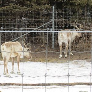 Woodland Caribou Females Dec 26