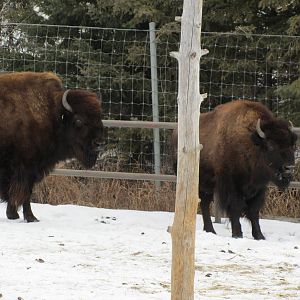 Woods Bison Dec 26