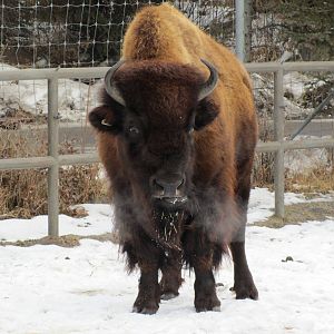 Woods Bison Dec 26