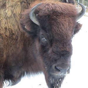 Woods Bison Dec 26