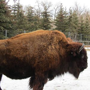 Woods Bison Dec 26