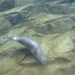 North American River Otter Dec 26