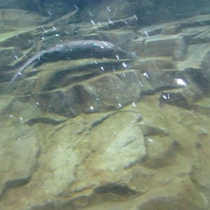 North American River Otter Dec 26