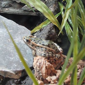 Northern Leopard frog Dec 26