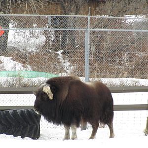 Musk Ox Dec 26