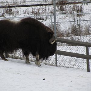 Musk Ox Dec 26