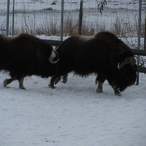 Musk Ox Dec 26