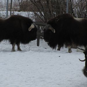 Musk Ox Dec 26