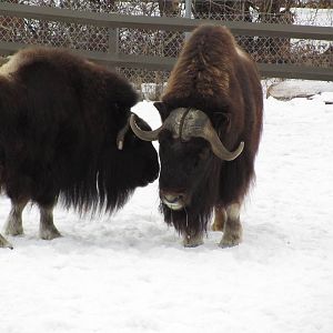 Musk Ox Dec 26