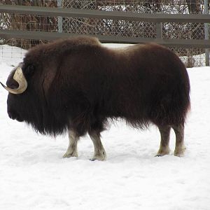 Musk Ox Dec 26