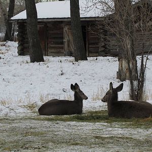 Mule Deer Dec 26