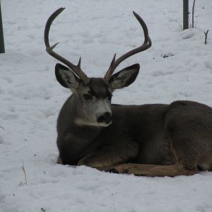 Mule Deer Dec 26