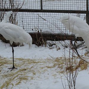 Whooping Crane Dec 26